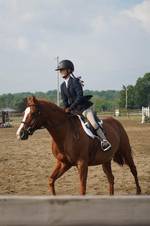 Equestrian rider on a chestnut horse in an arena